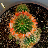 A bracelet made of Carnelian Chips with seed beads on elastic